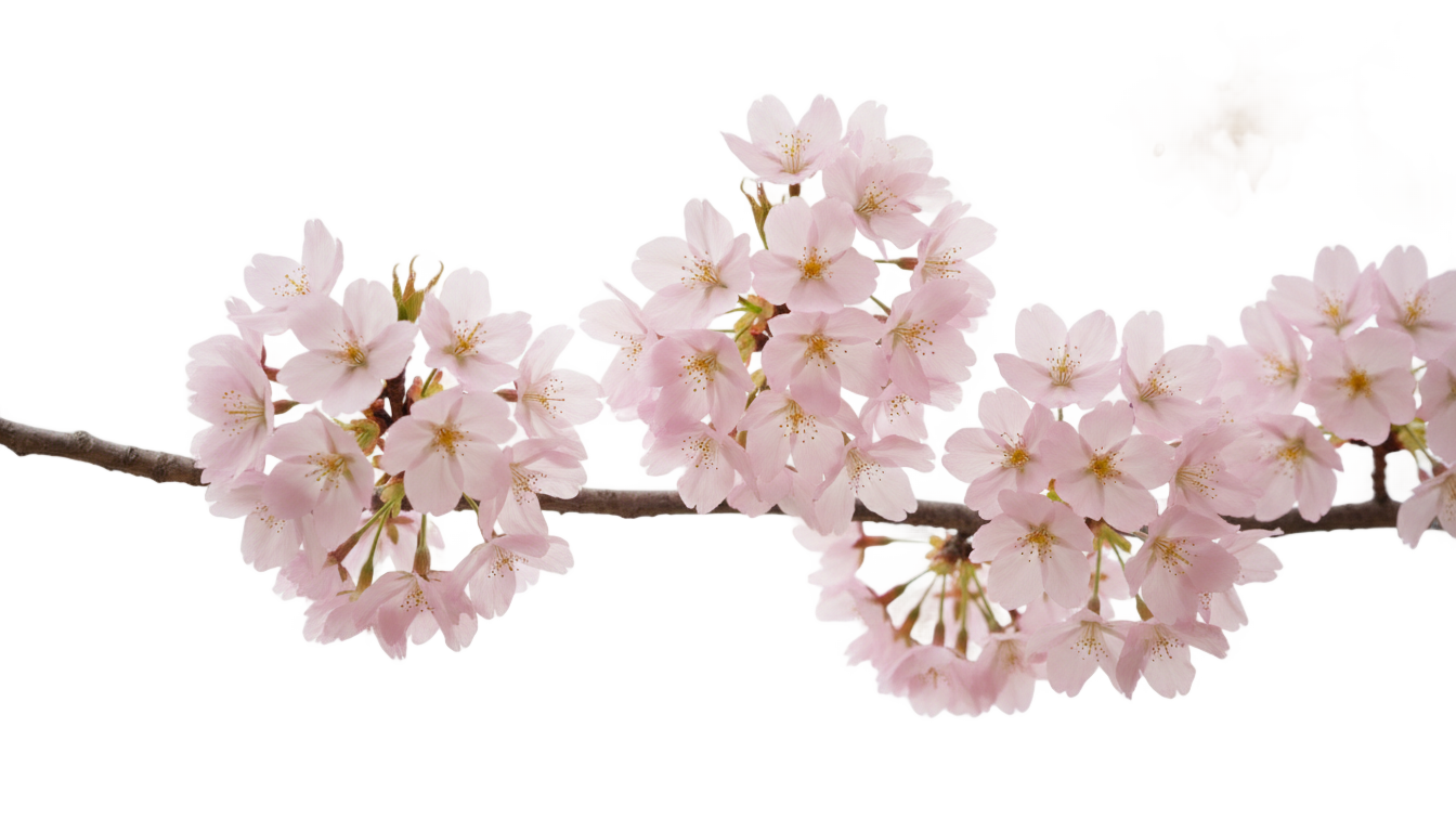 cherry blossom flowers png PNG transparent background