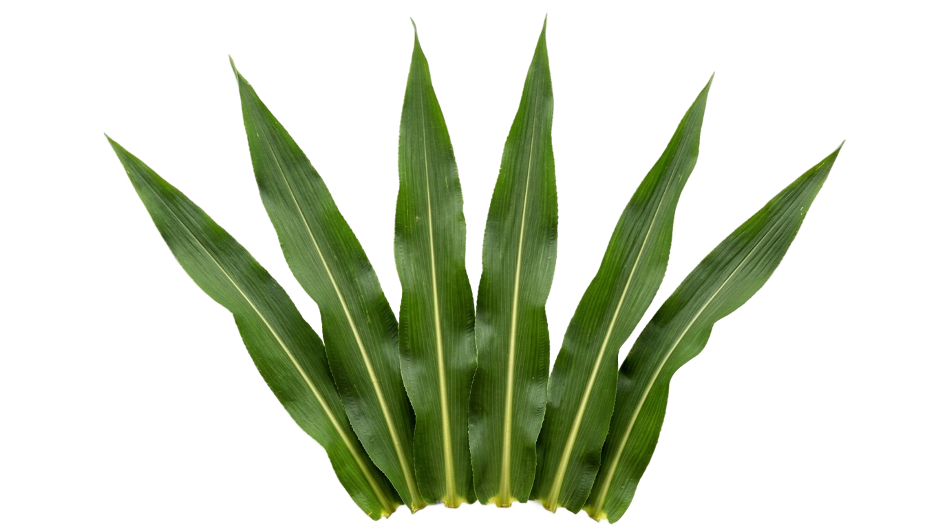 corn leaves png PNG transparent background