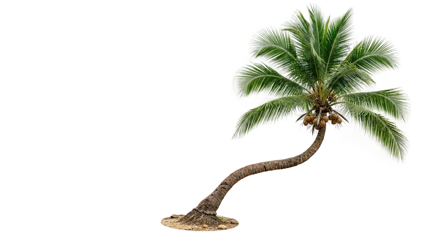 coconut tree clip art png PNG transparent background