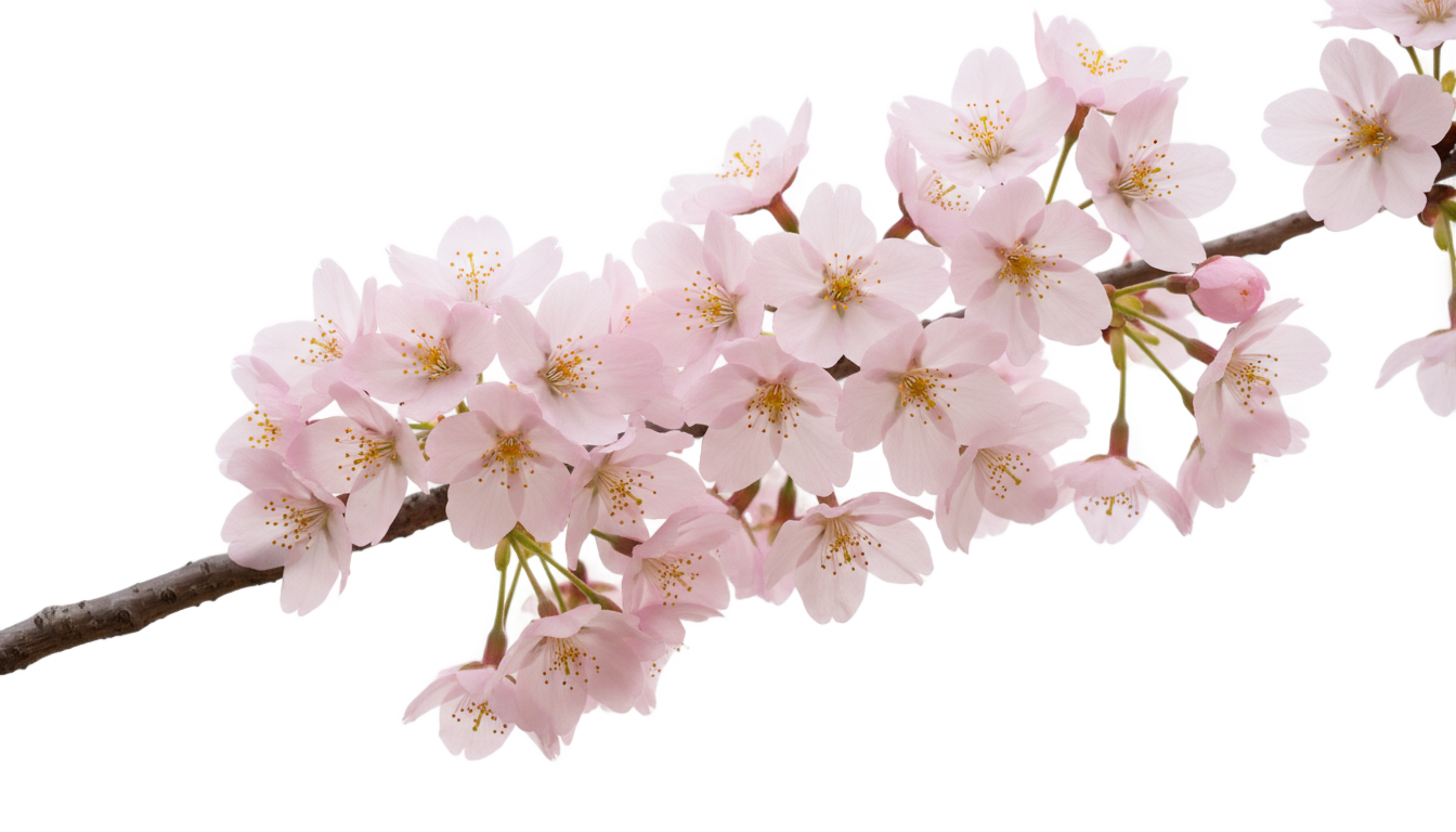 cherry flowers png PNG transparent background