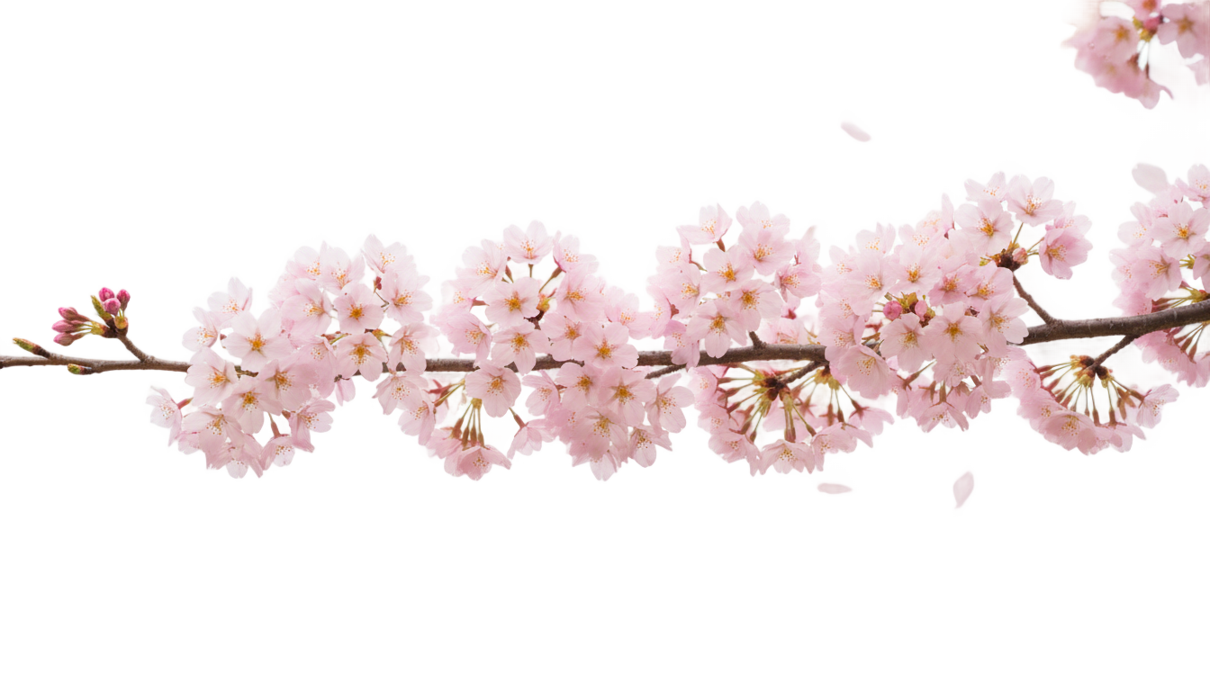 cherry blossom branch png PNG transparent background
