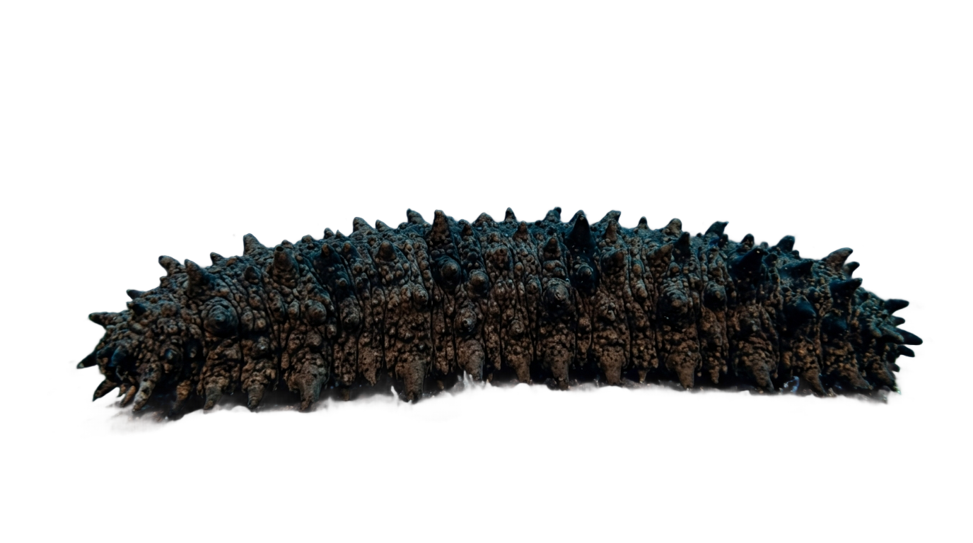 sea cucumber price per kilo in png 2020 PNG transparent background
