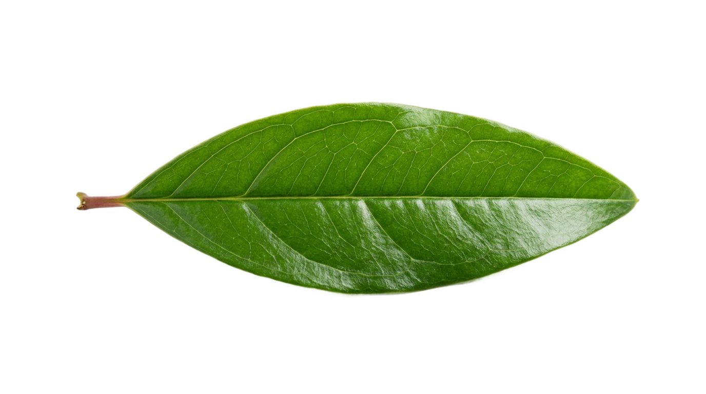 pomegranate leaf png PNG transparent background