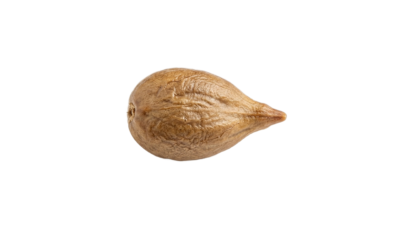 grape seed png PNG transparent background