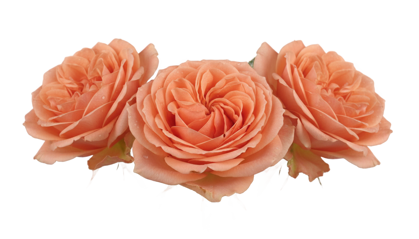 peach roses png PNG transparent background