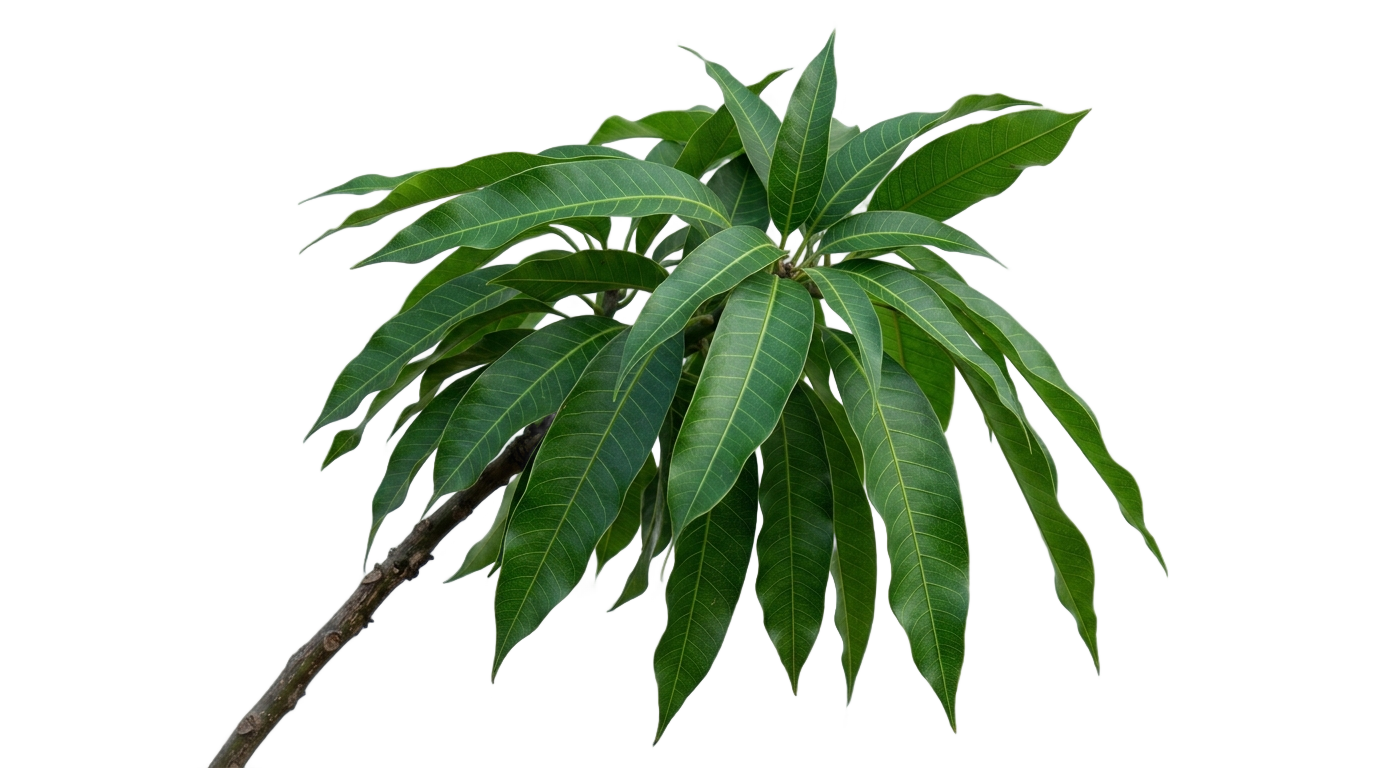 mango tree leaves png PNG transparent background