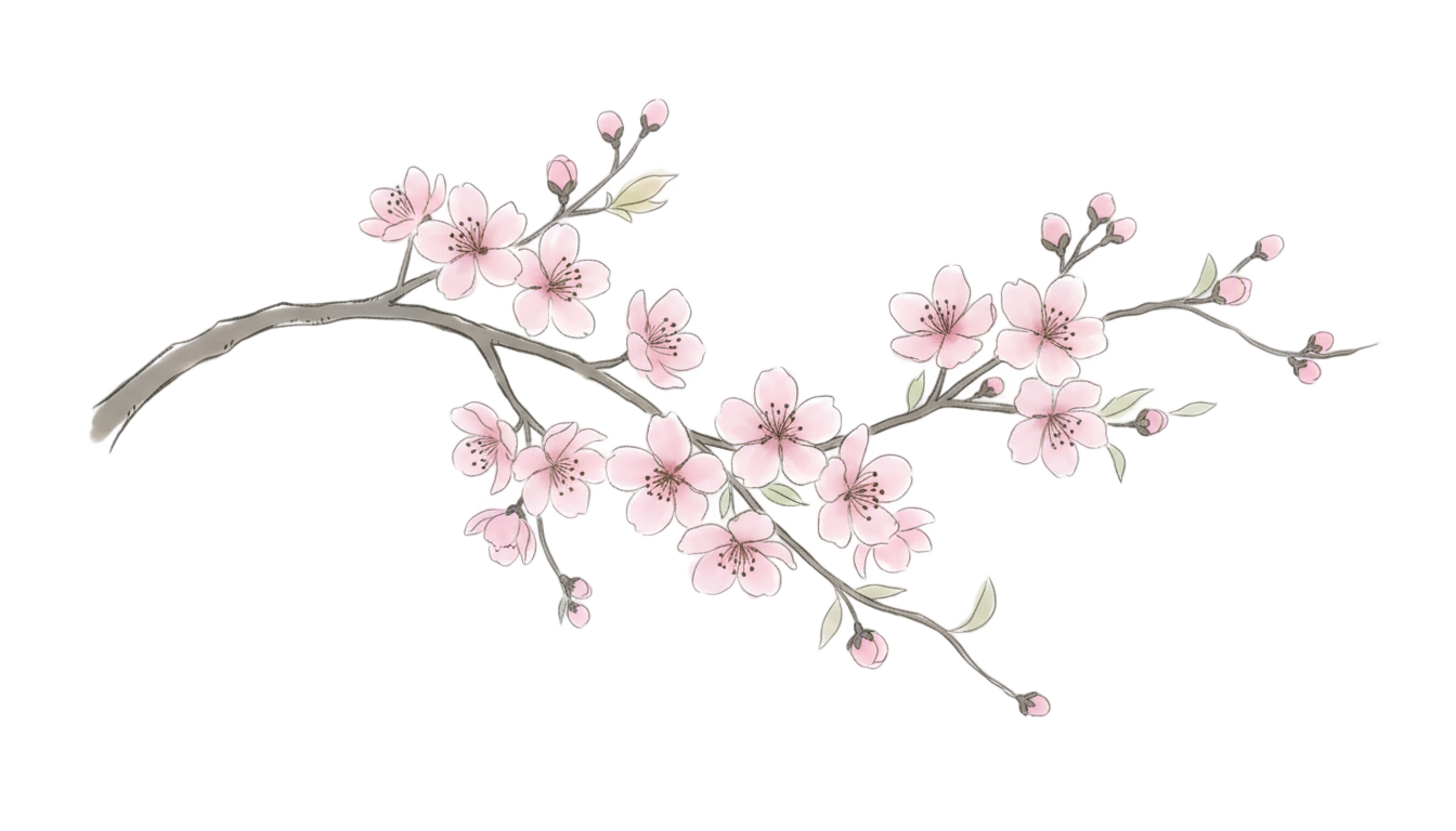 cherry blossom drawing png PNG transparent background