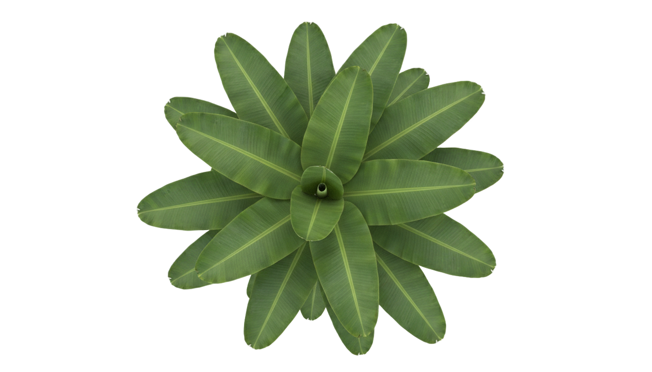 banana tree top view png PNG transparent background