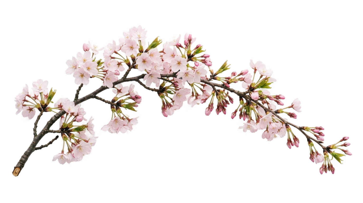 cherry blossom illustration png PNG transparent background