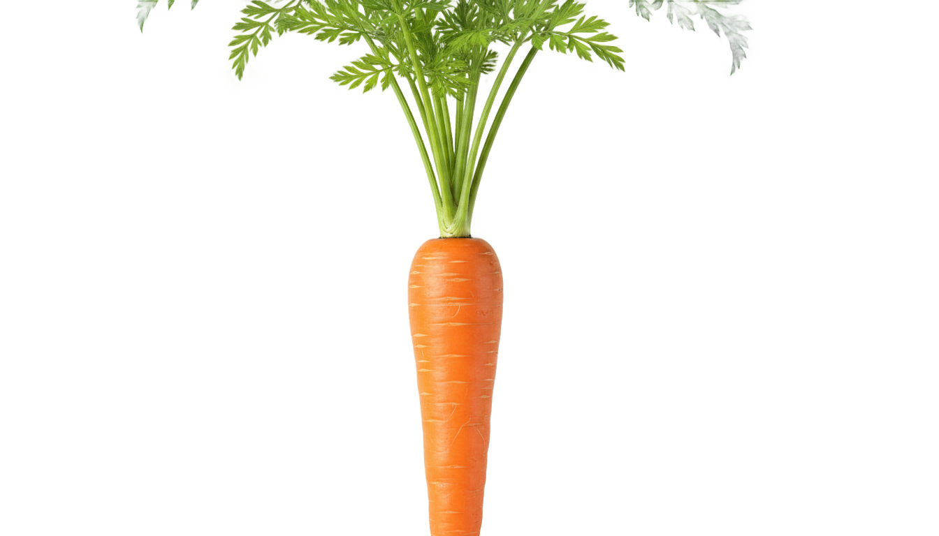 carrot illustration png PNG transparent background