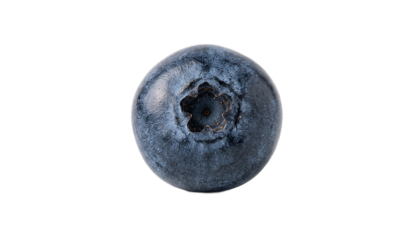 single blueberry clipart png PNG transparent background
