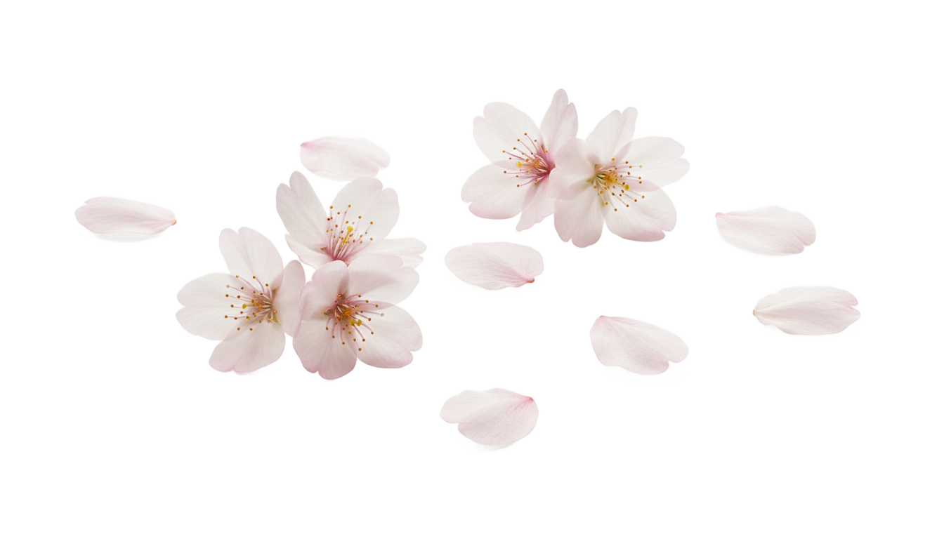 cherry blossom petals png PNG transparent background