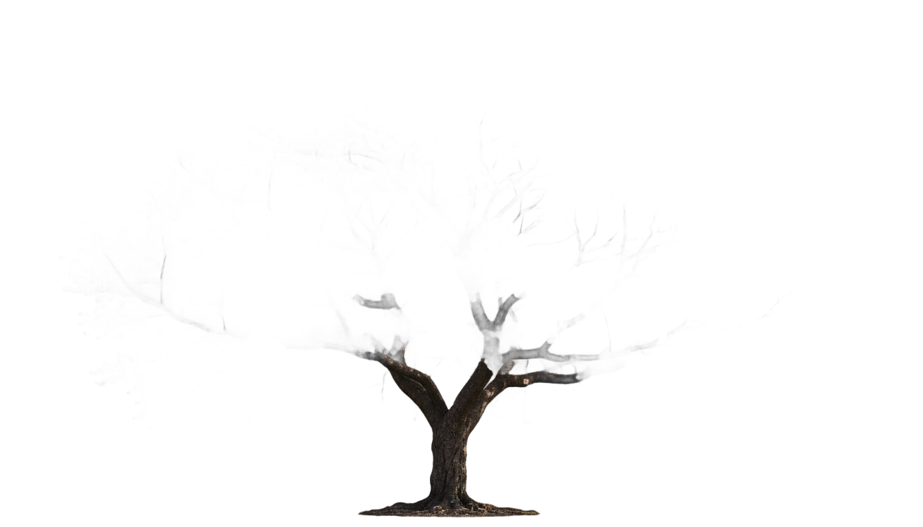 cherry blossom tree png PNG transparent background