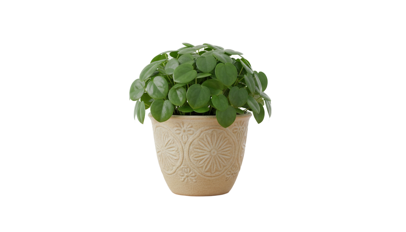 table plant png PNG transparent background