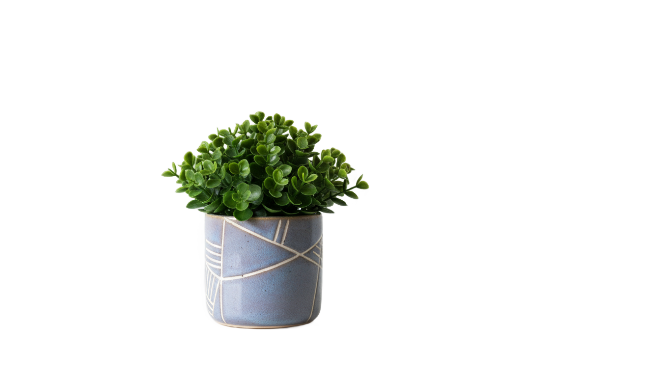 table plant png PNG transparent background