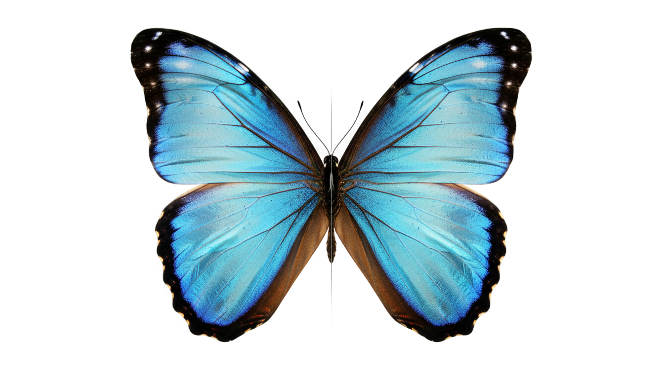 how to mirror a png image PNG transparent background