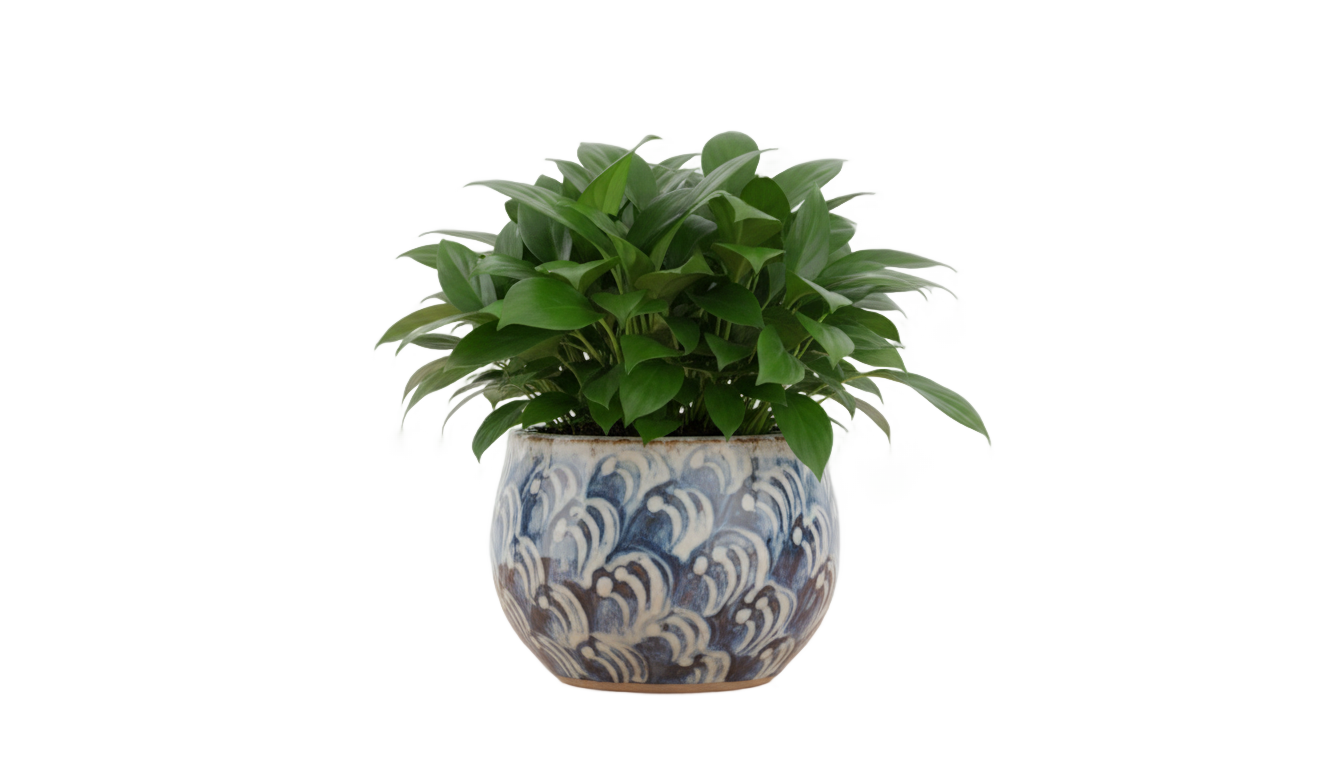 table plant png PNG transparent background