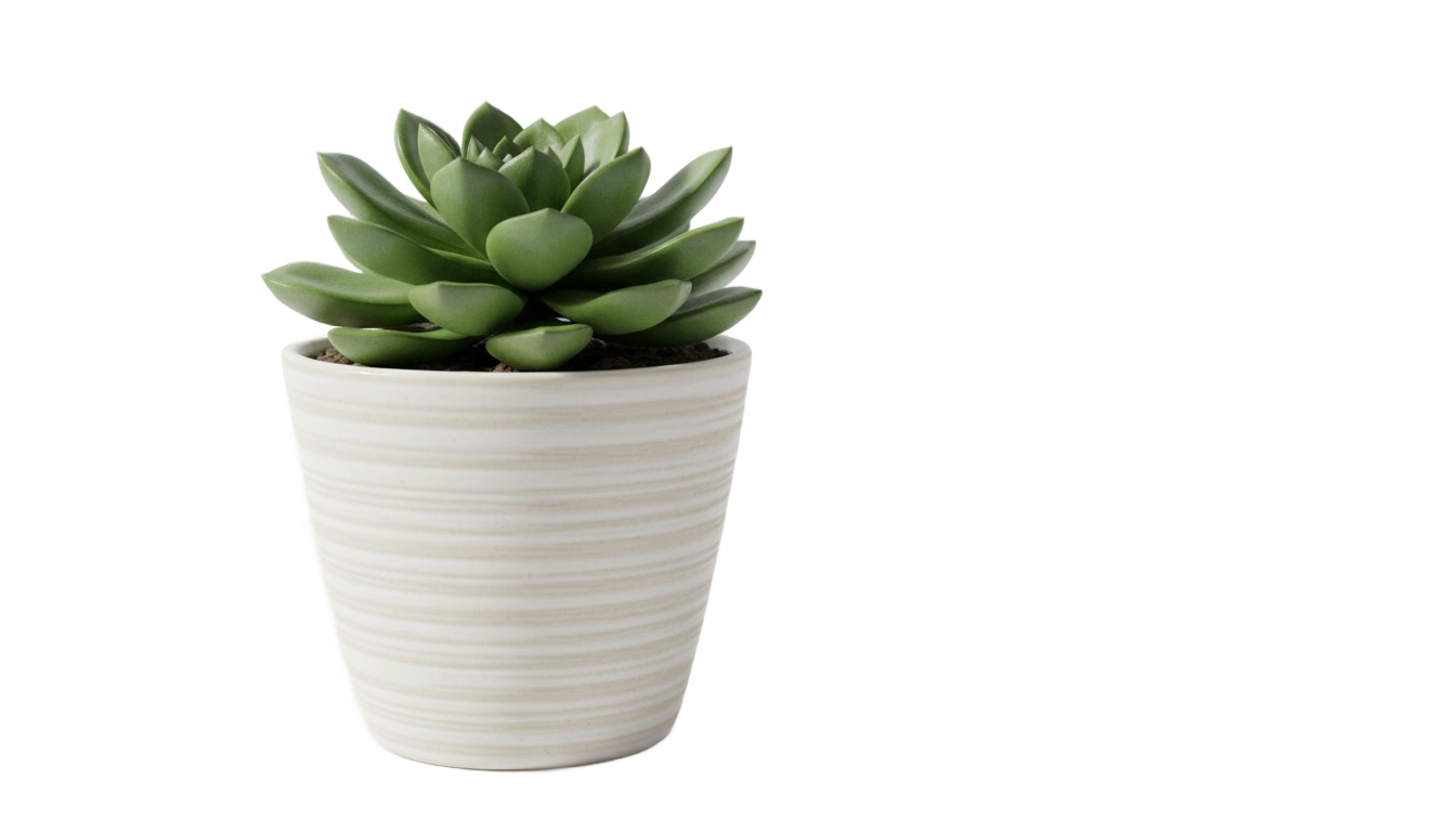 desk plant png PNG transparent background