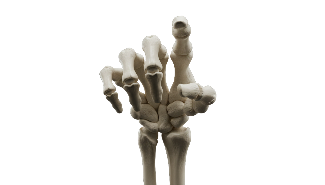 skeleton hand pointing png PNG transparent background