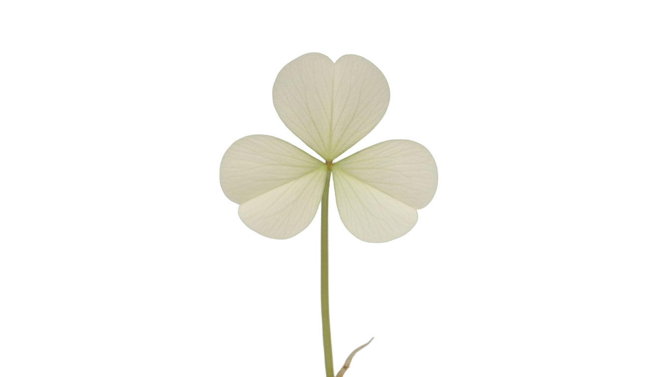 white shamrock png PNG transparent background