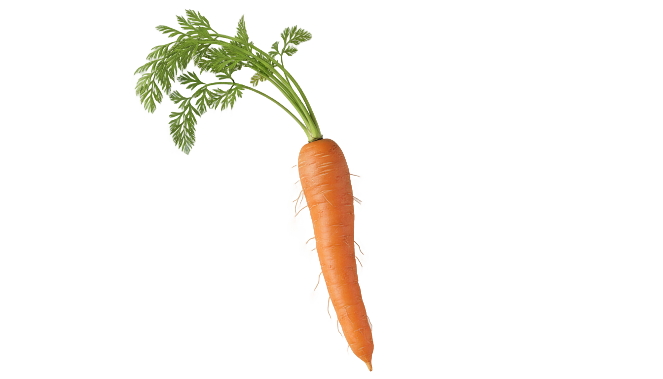 snowman nose png PNG transparent background