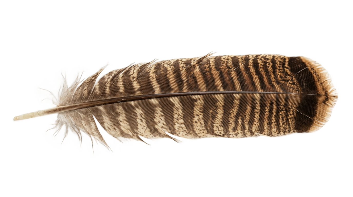 turkey feather clipart png PNG transparent background