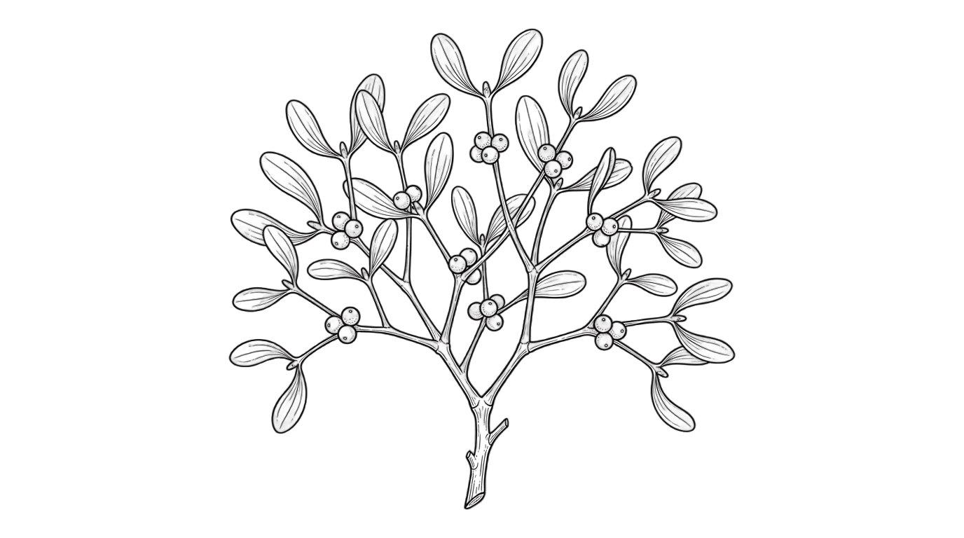 mistletoe png black and white PNG transparent background