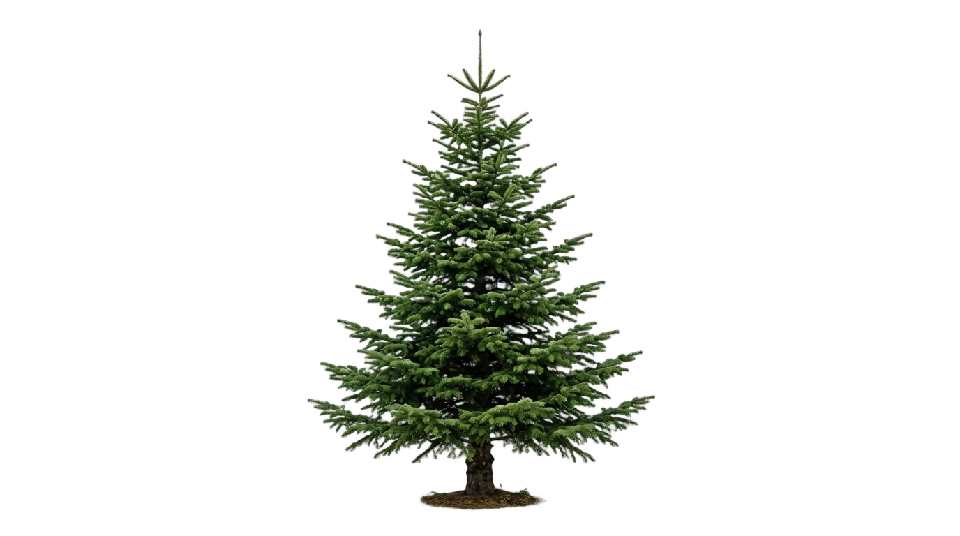 christmas tree empty png PNG transparent background