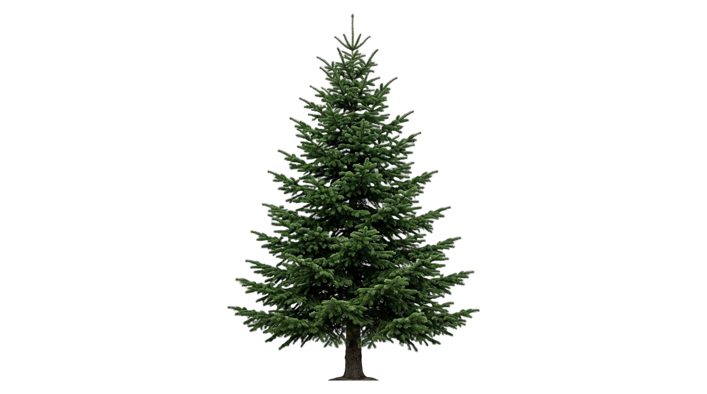 christmas tree empty png PNG transparent background