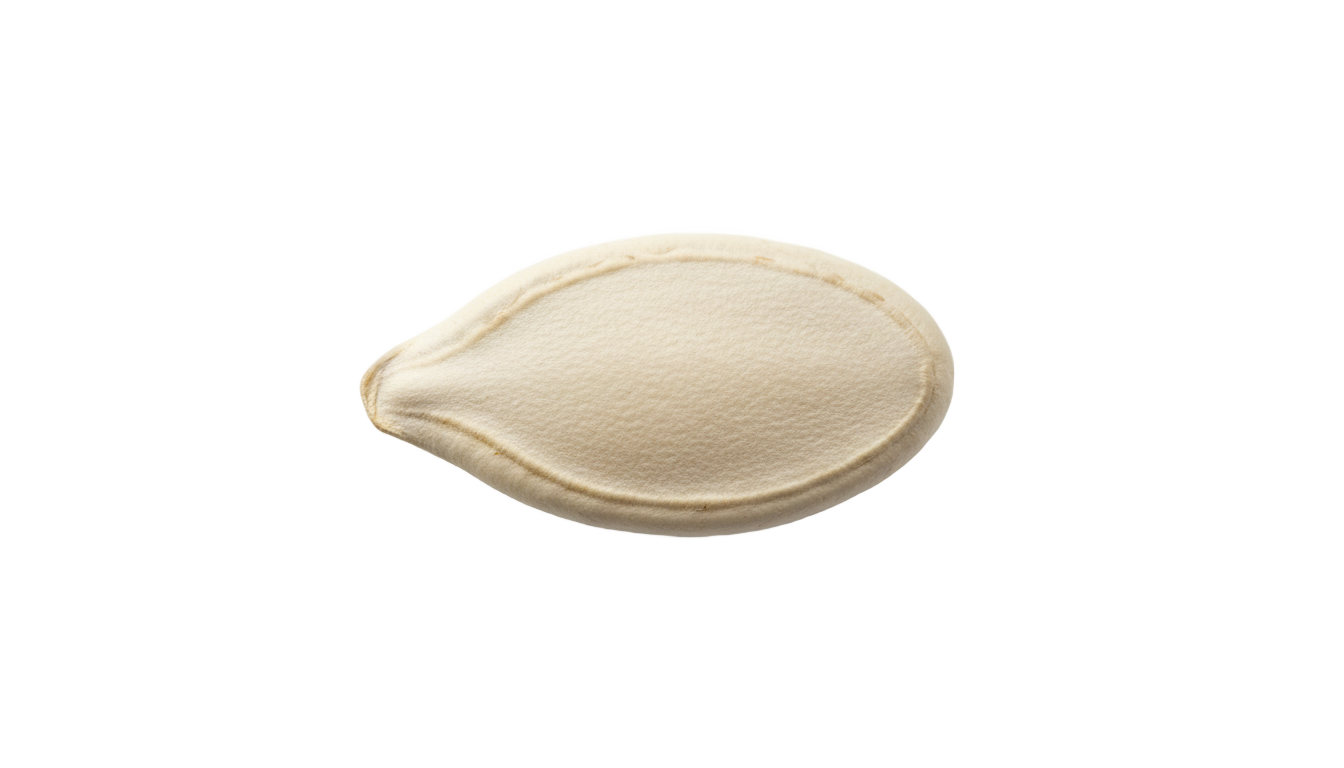 pumpkin seed png PNG transparent background