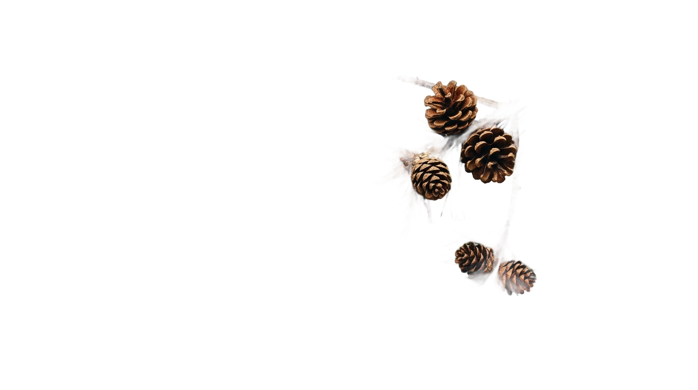 christmas tree branches png PNG transparent background
