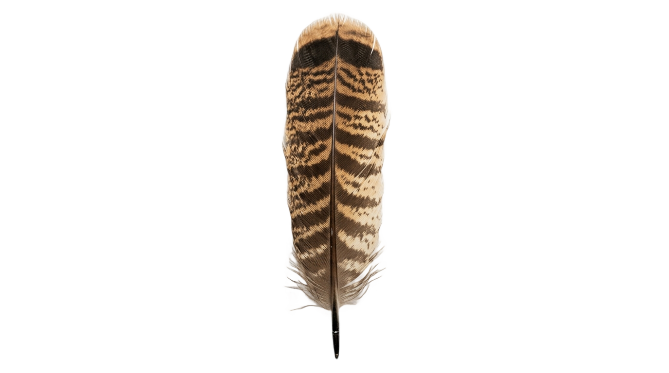 turkey feather clipart png PNG transparent background