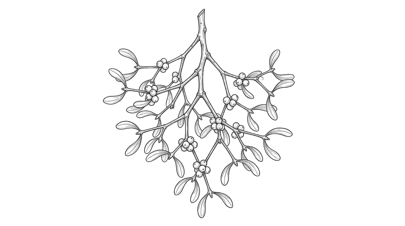 mistletoe png black and white PNG transparent background