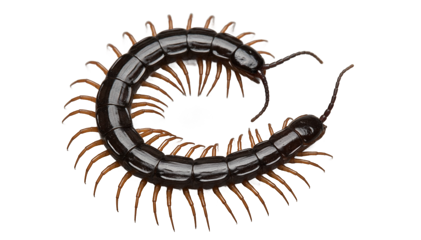 black centipede png PNG transparent background