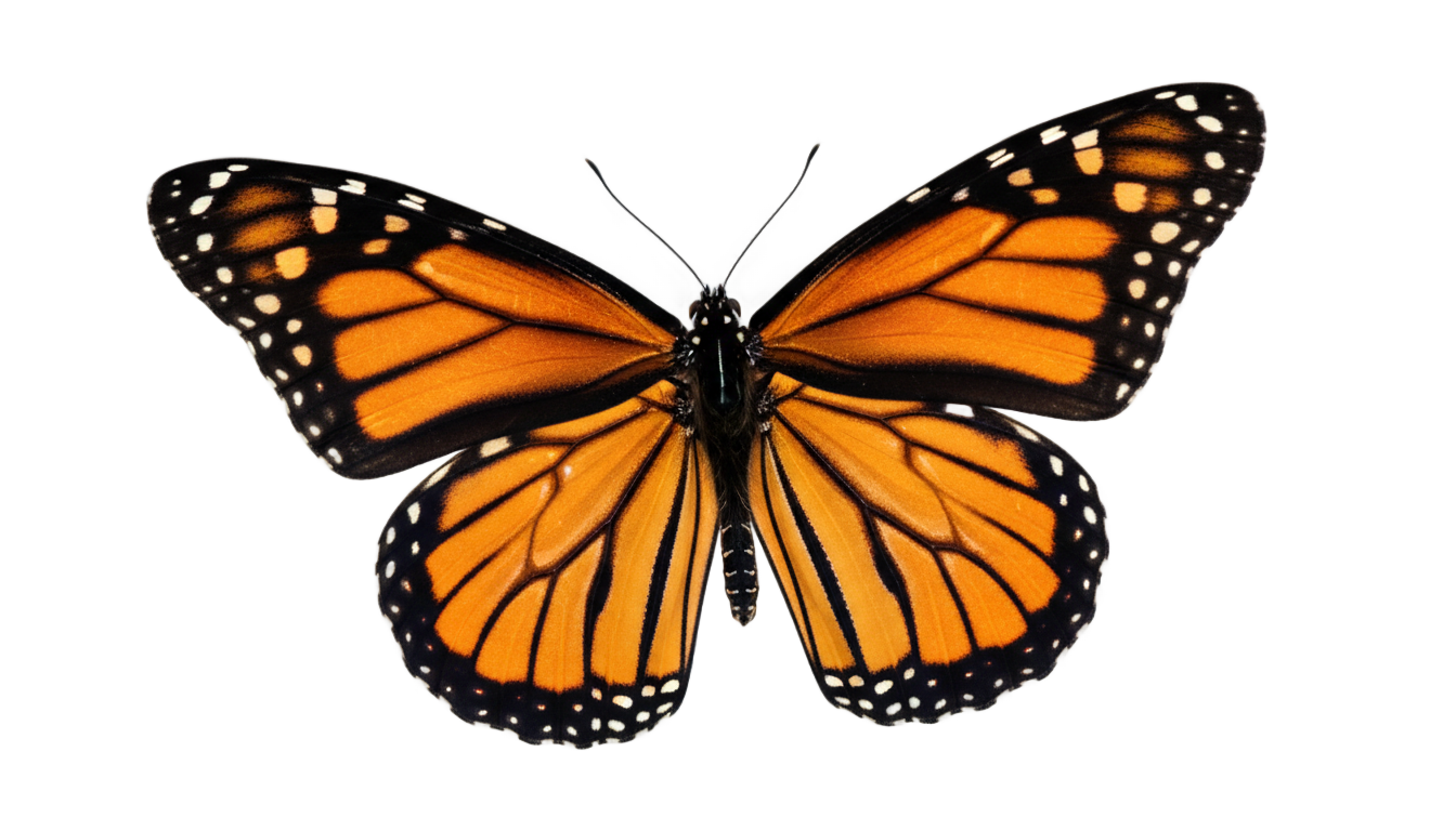 flying butterfly png gif PNG transparent background