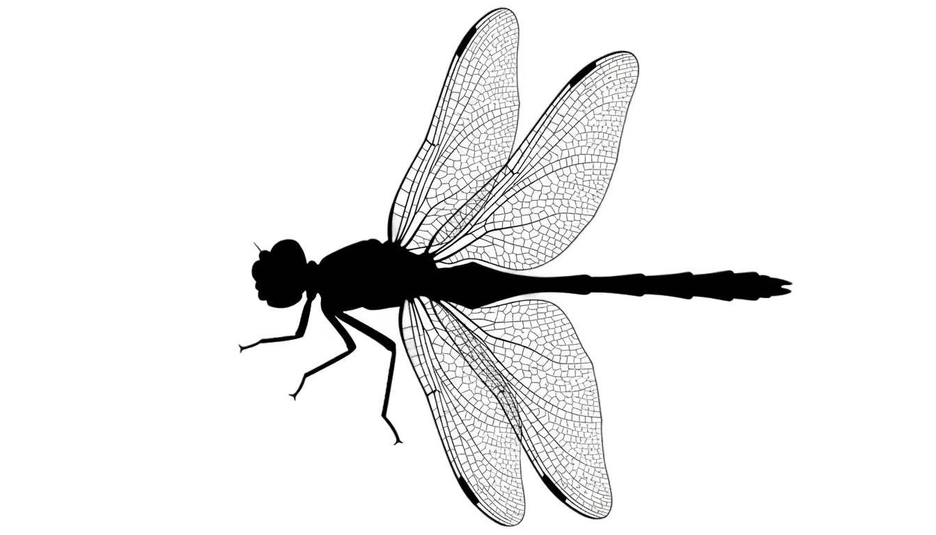 dragonfly silhouette png PNG transparent background