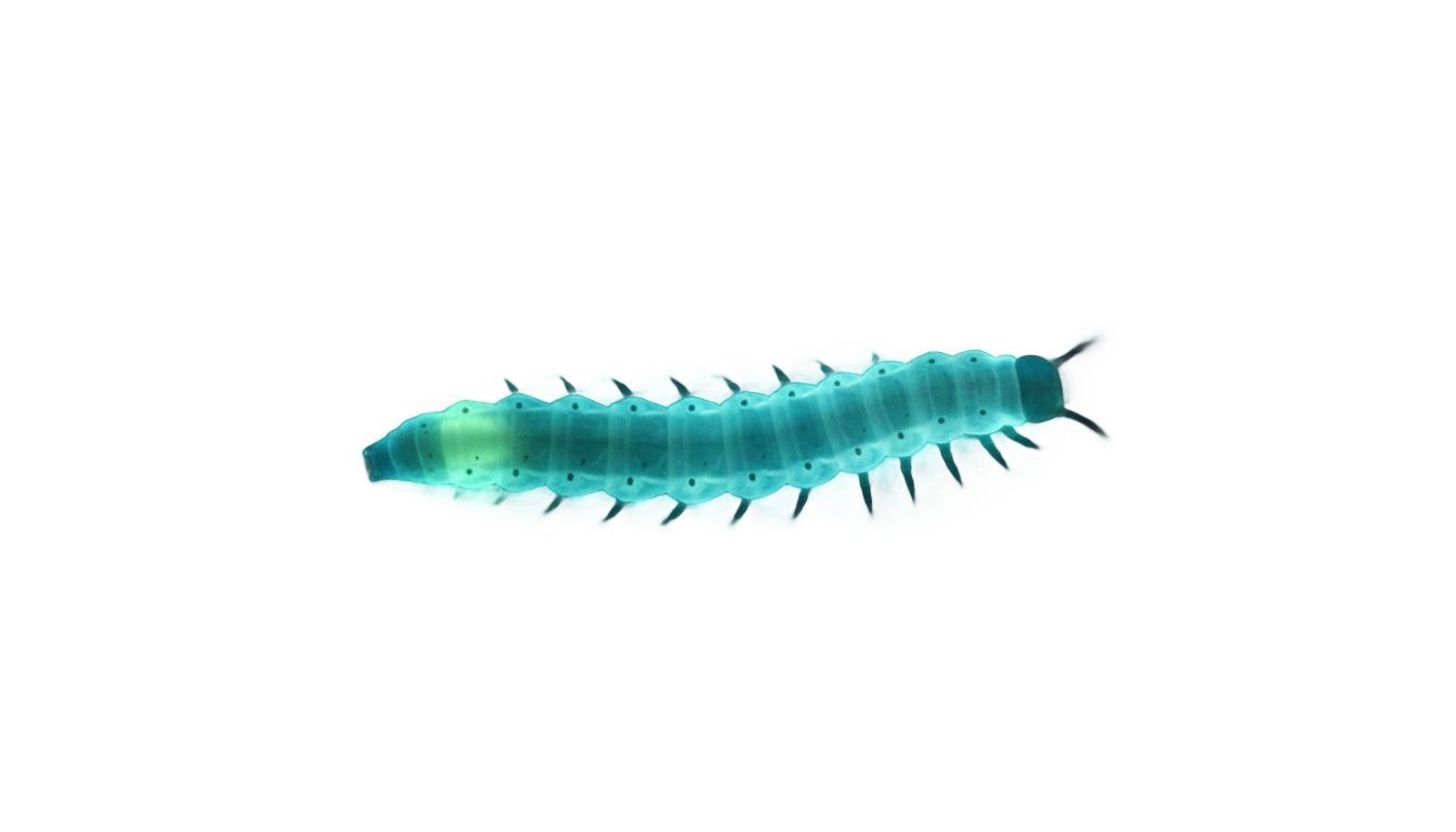 glow worm png PNG transparent background