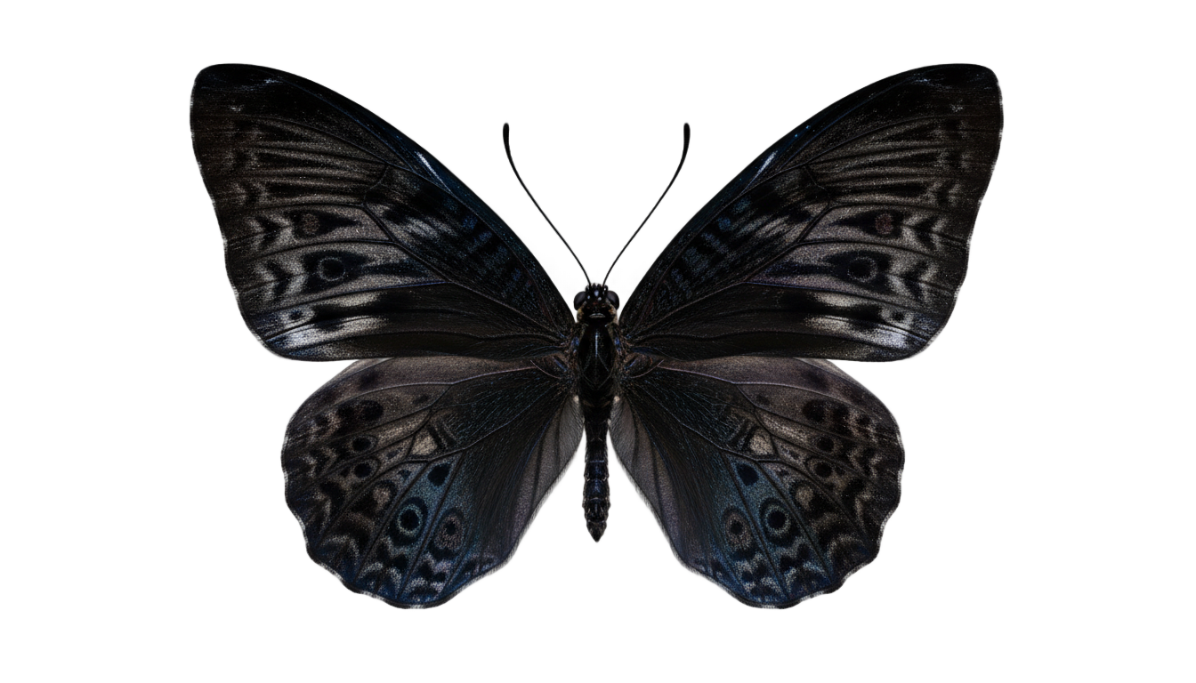 black butterfly png PNG transparent background
