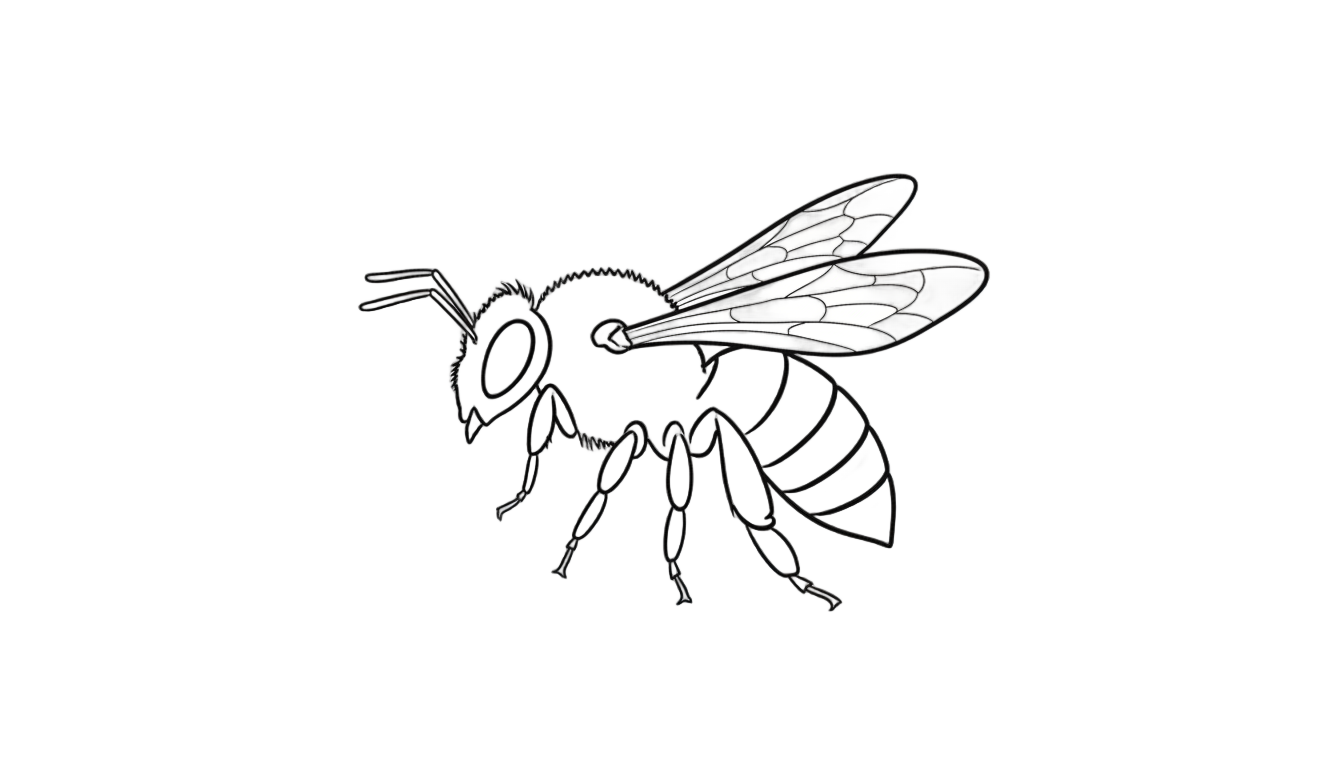 bee line art png PNG transparent background
