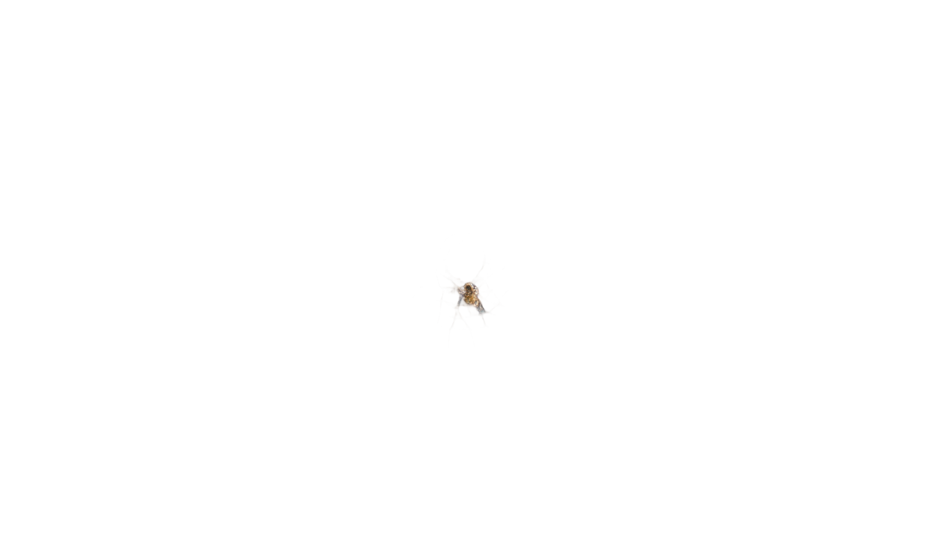 realistic spider web png PNG transparent background