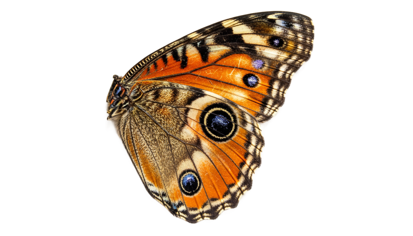 butterfly wing png PNG transparent background