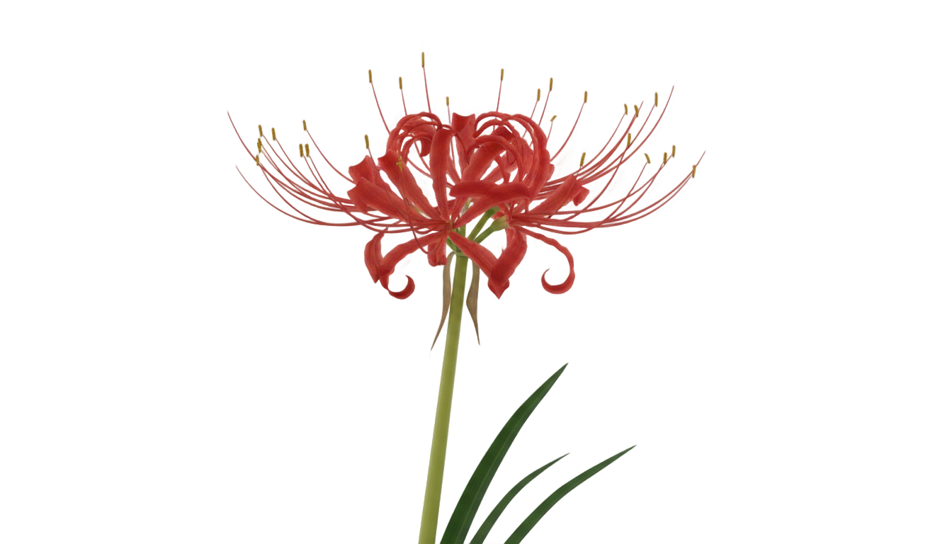 red spider lily png PNG transparent background