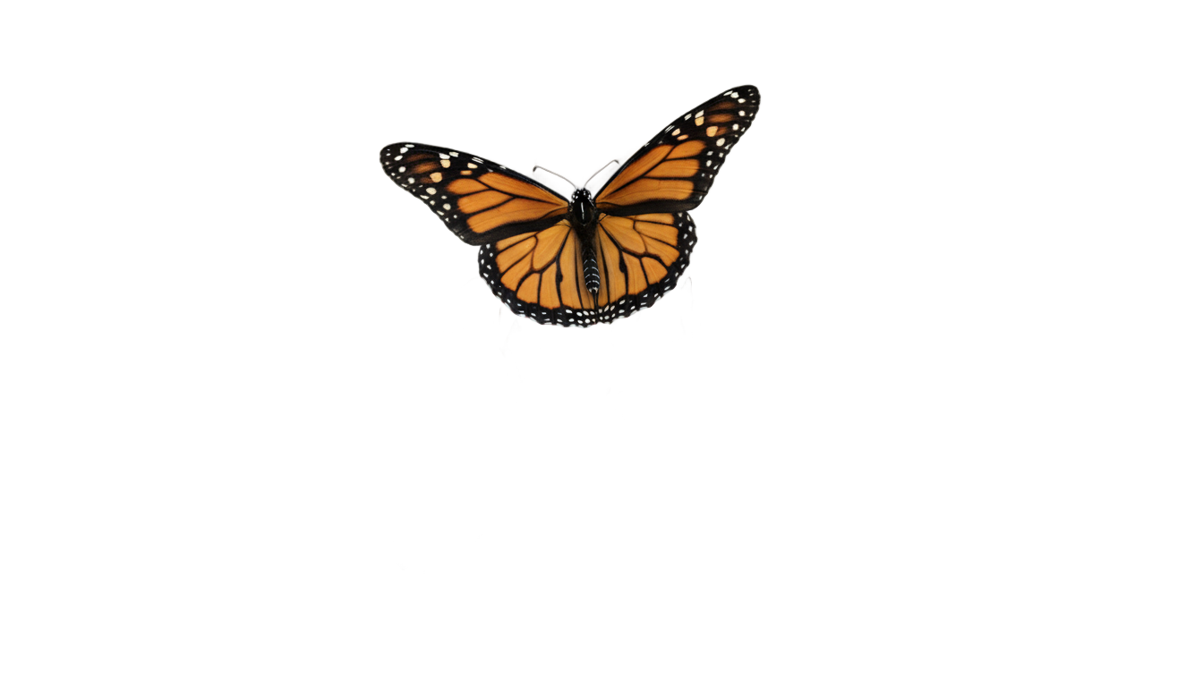 butterfly and flowers png PNG transparent background