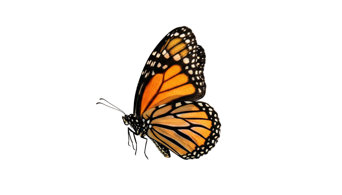 animated butterfly gif png PNG transparent background