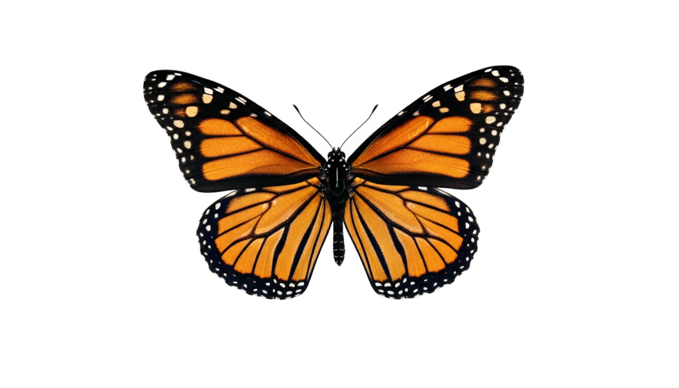 flying butterfly png gif PNG transparent background