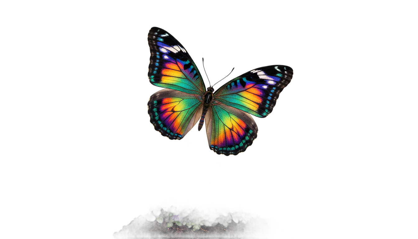 butterfly grow a garden png PNG transparent background