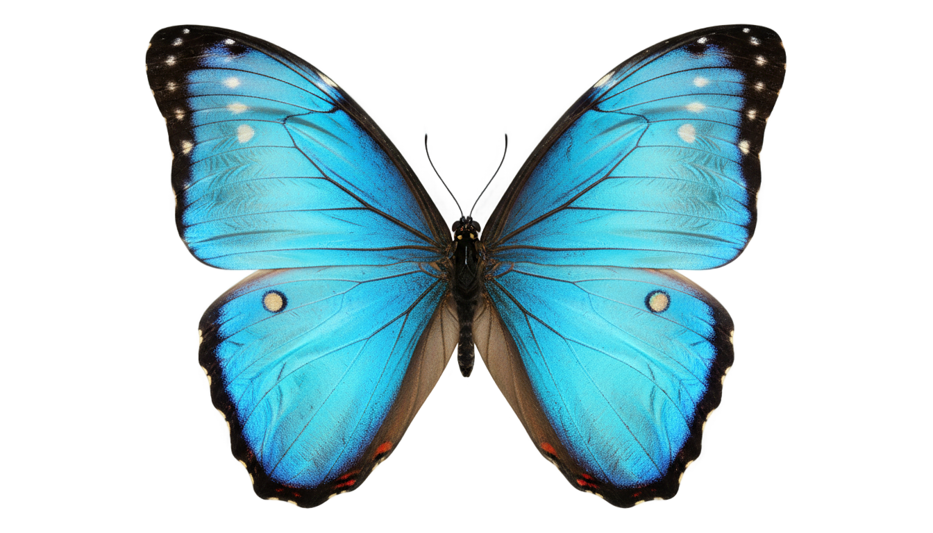 life is strange butterfly png PNG transparent background