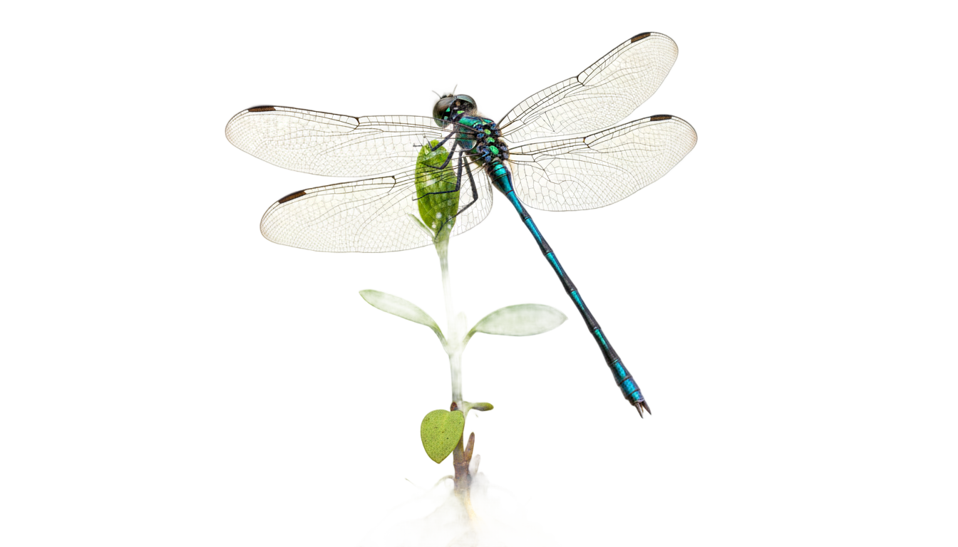 dragonfly grow a garden png PNG transparent background
