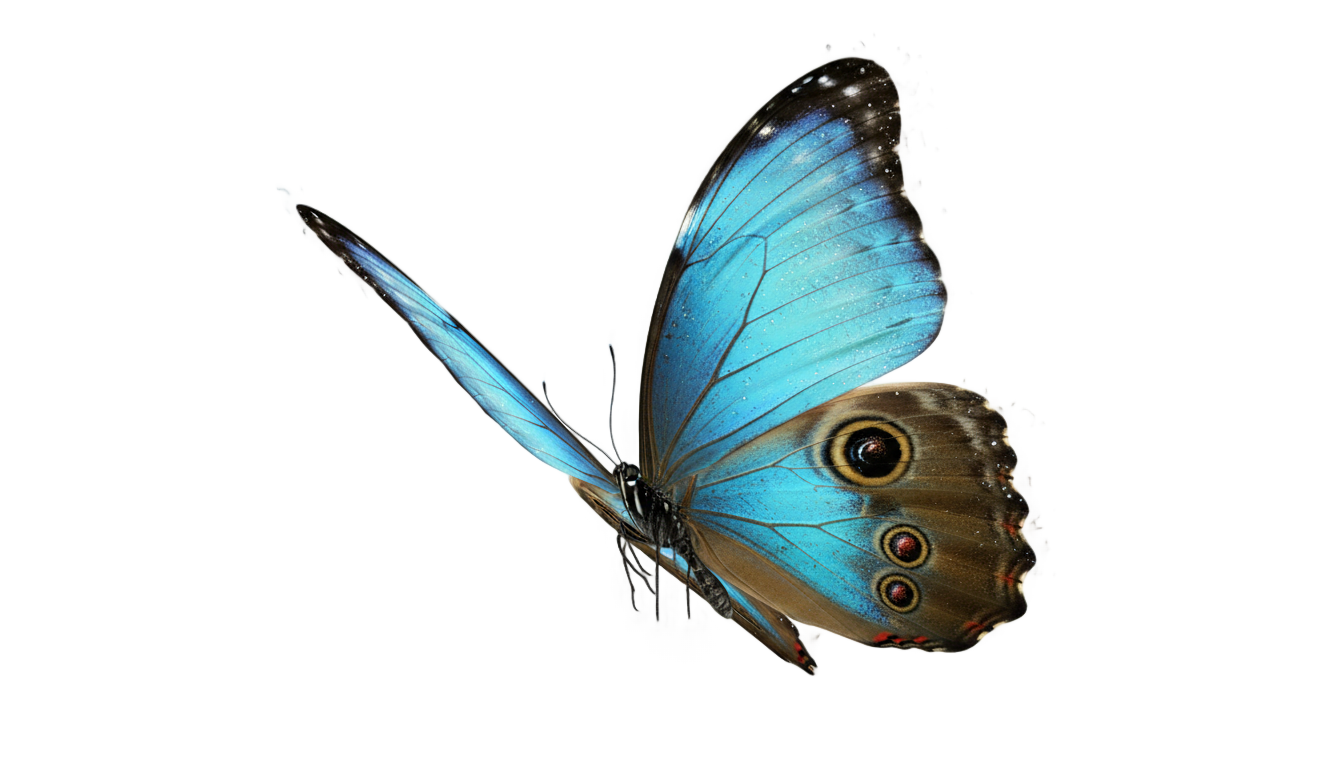 flying blue butterfly png PNG transparent background