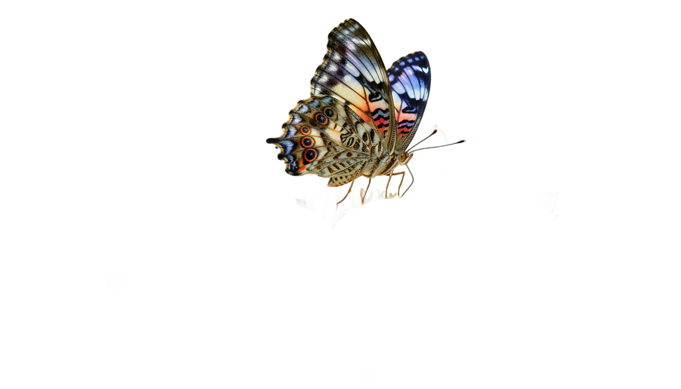 butterfly and flower png PNG transparent background